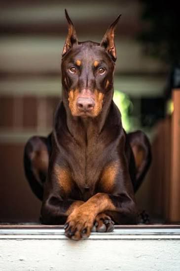 Doberman Pinscher Puppy